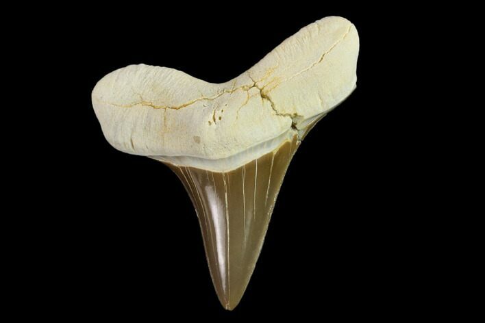 Fossil Shark (Cretoxyrhina) Tooth - Kansas #134846
